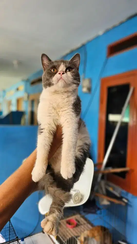 Kucing BSH Jantan