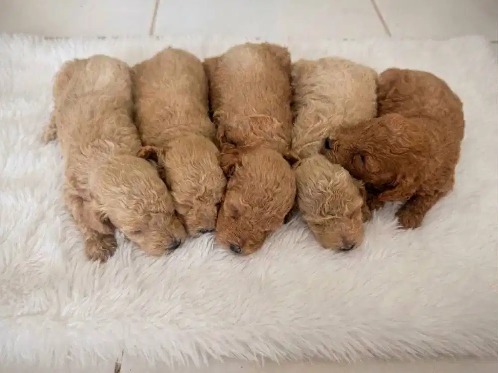 Puppy poodle 1.500.000
