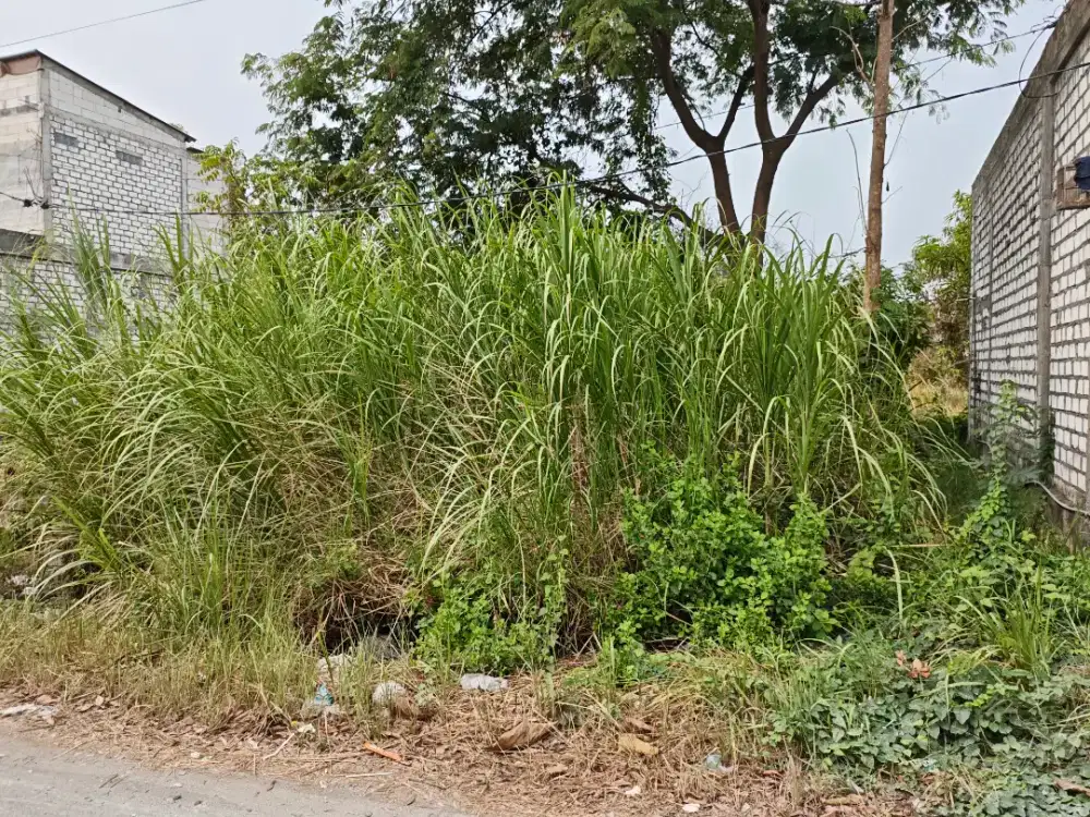 Dijual tanah peganden di jalan mbah sangkul RT XB, kab. Gresik