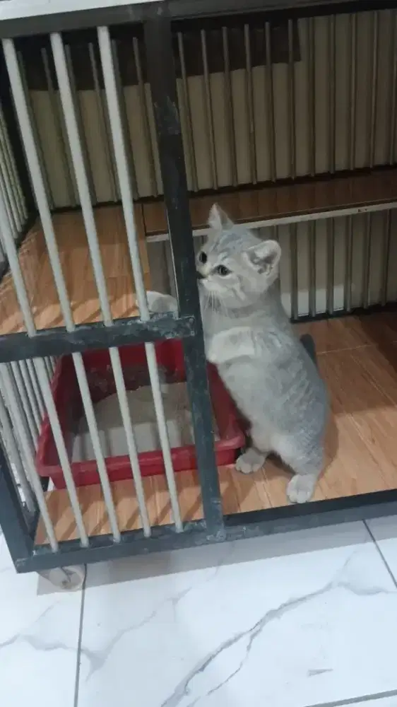 Kucing BSH X Scoothis fold dapet kandang dll video ke wawa