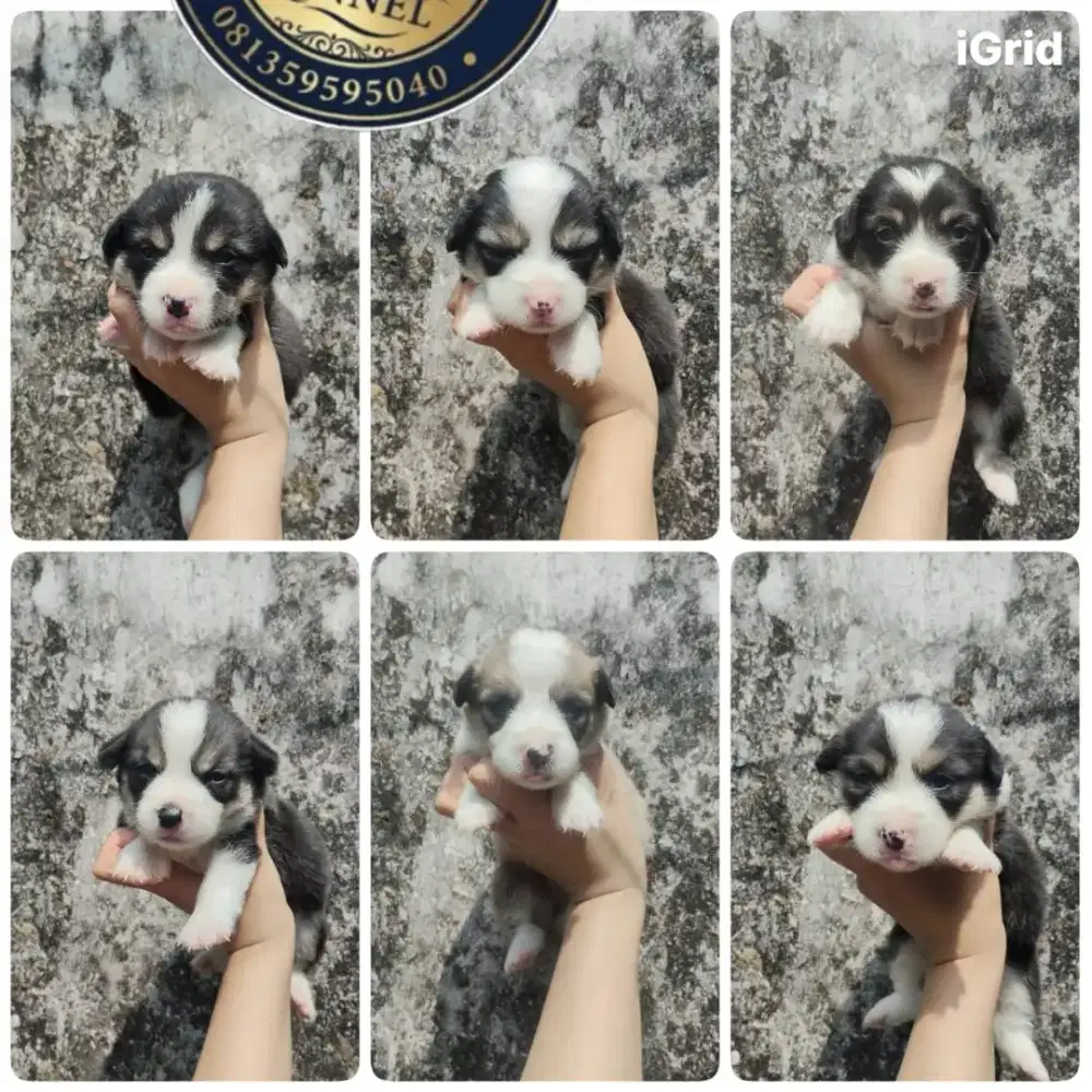 Corgi Jantan Black tan