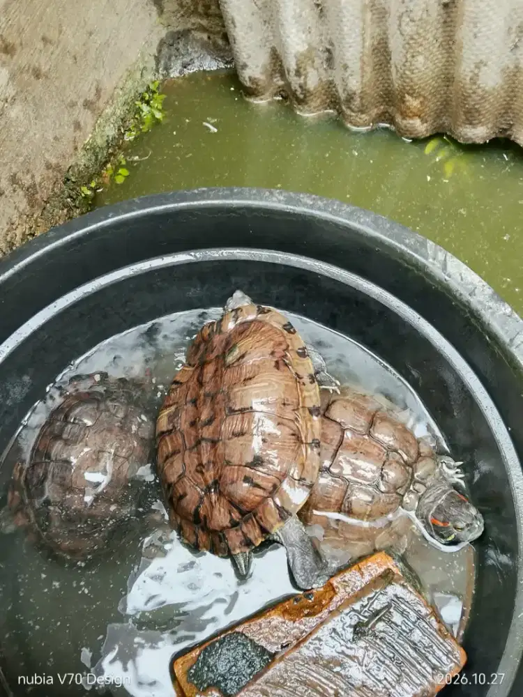 Kura Kura Brazil