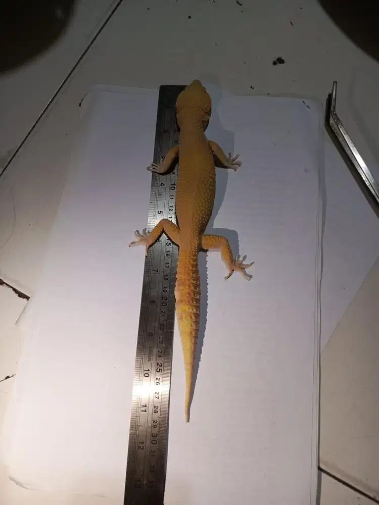 Jual Gecko 29cm