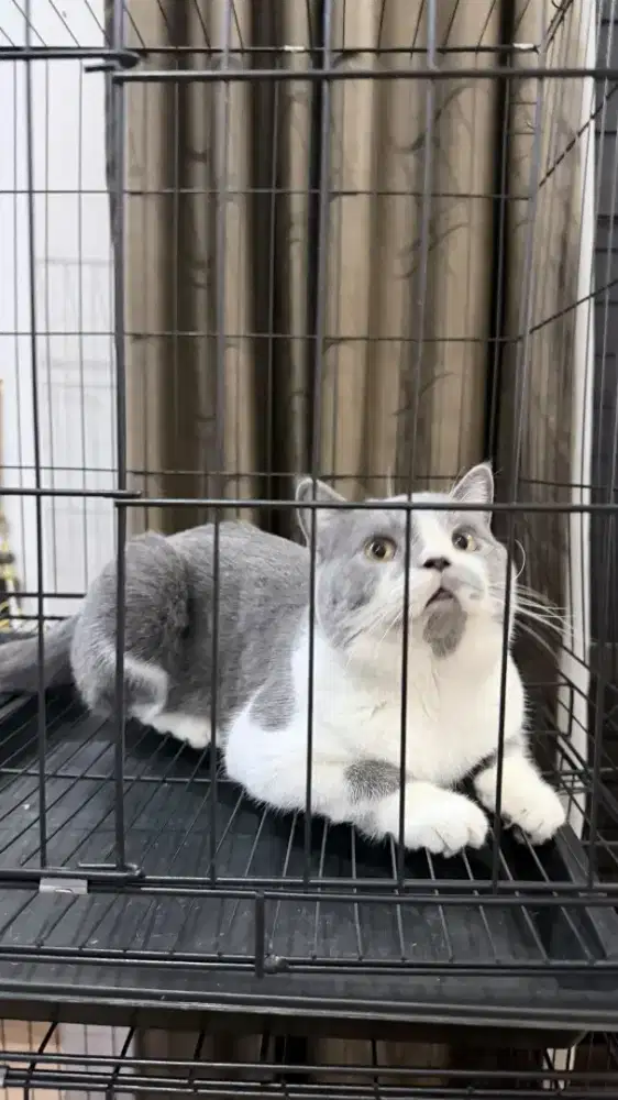 BSH Bico Blue (J)