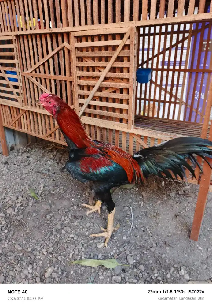 Ayam bangkok klasik