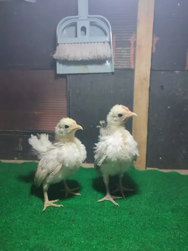 AYAM SERAMA ANAKAN SEPASANG