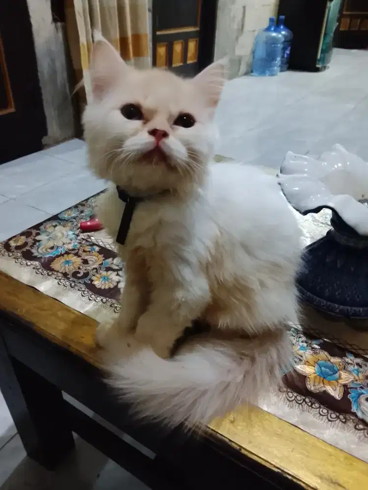 Kitten Persia jantan usia 4 bulan