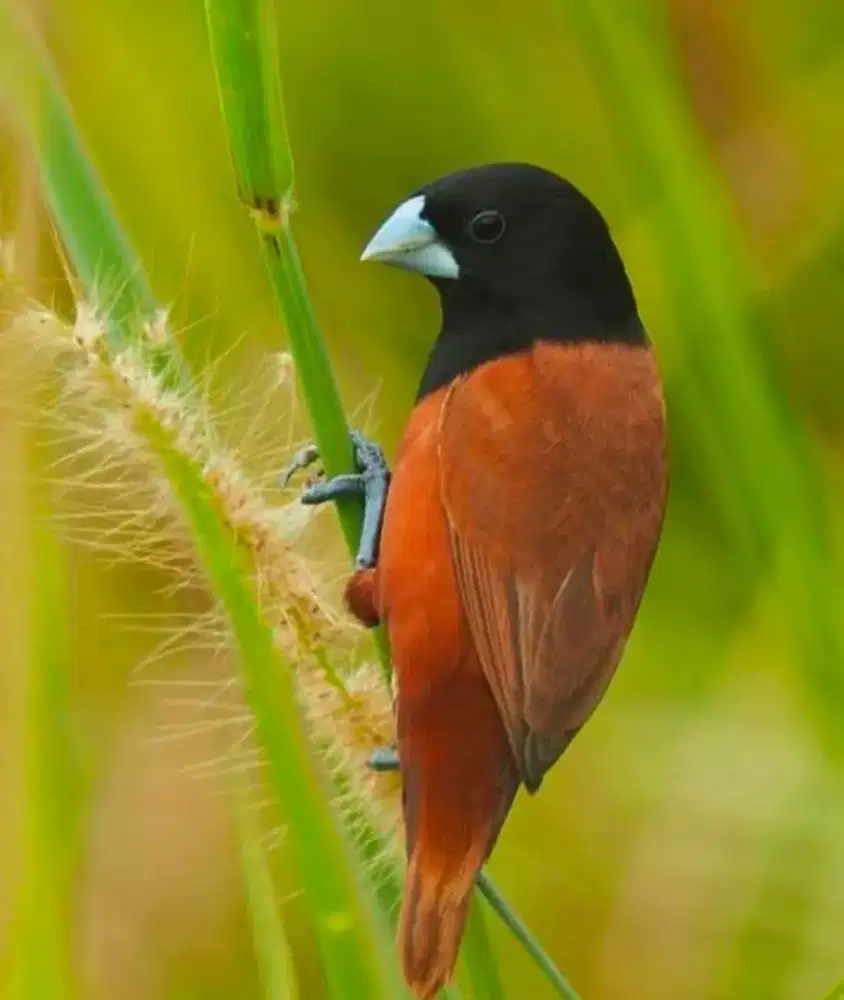 Black head munia emprit kepala hitam BHM