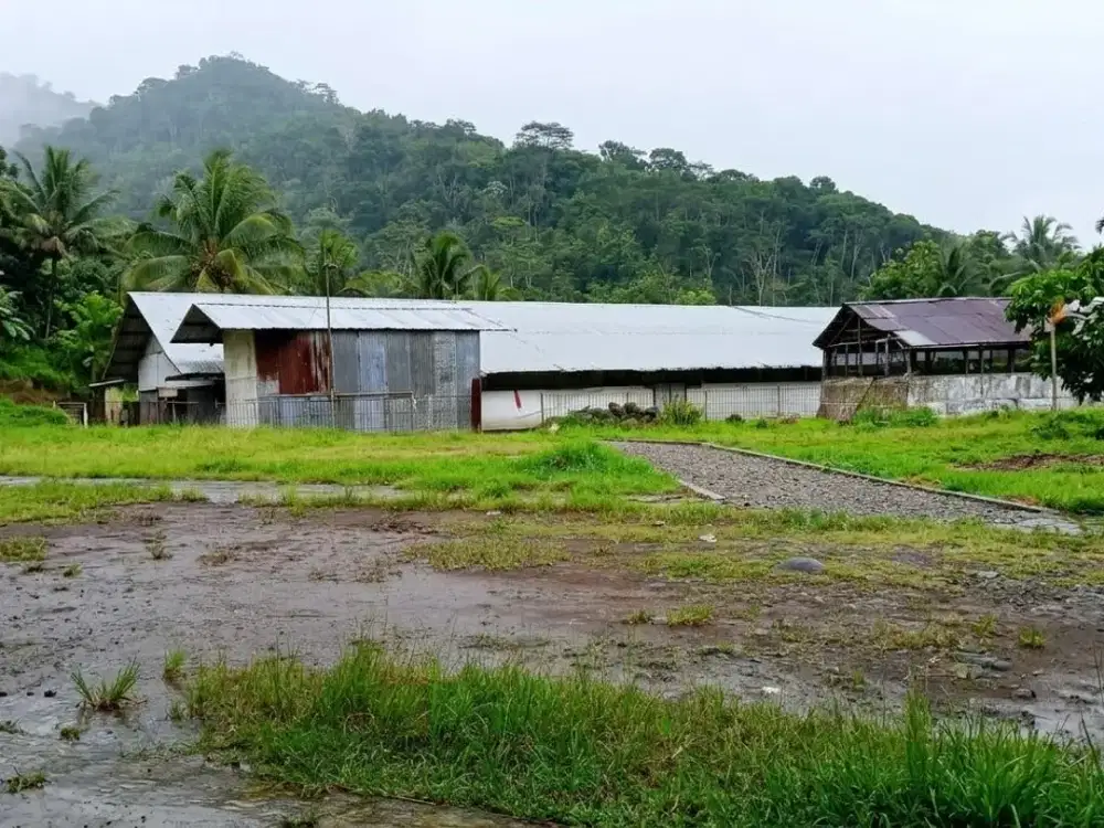 Peluang Investasi Peternakan,Tanah 15.021 Meter Persegi Lokasi Loano - Purworejo
