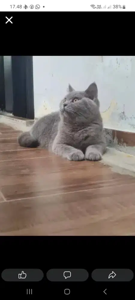 Open Adopsi kucing BSH