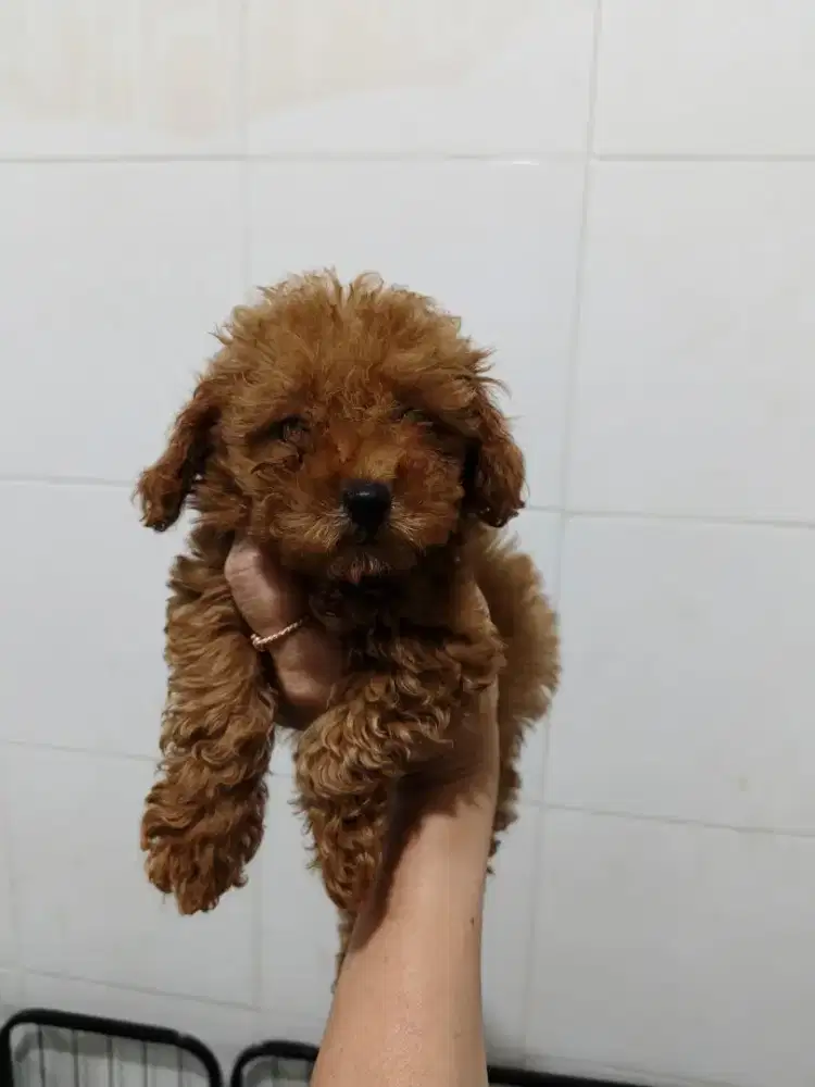 red podle puppies