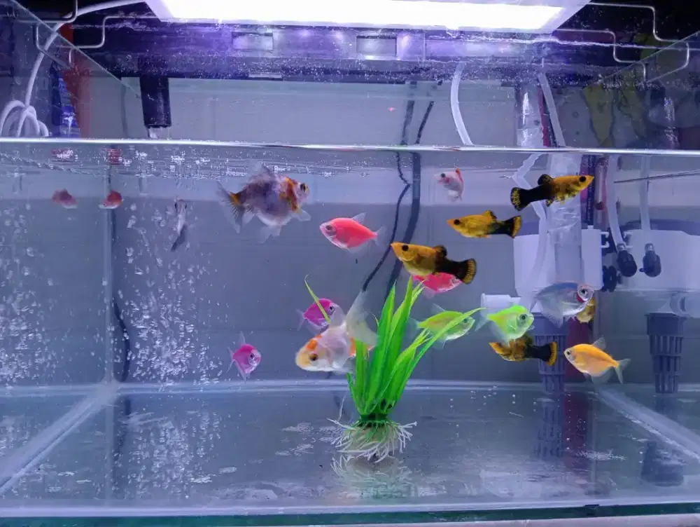 Jual 1 Set Aquarium