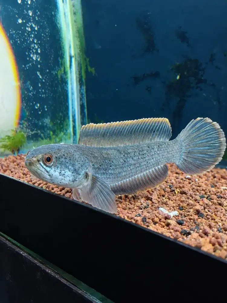 Channa limbata Cb