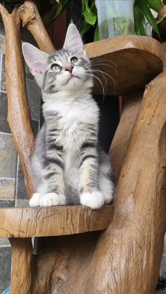 Mainecoon Betina
