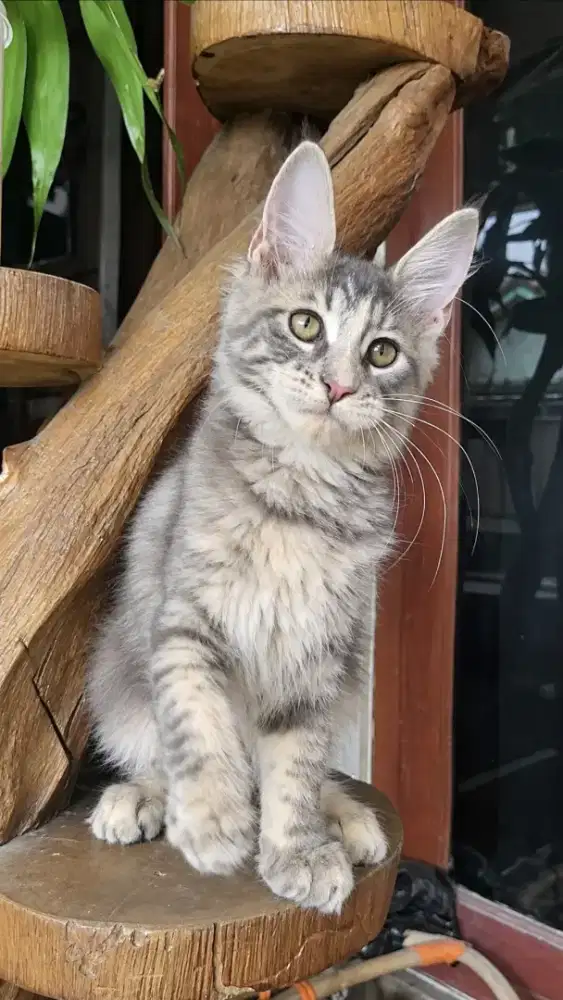 Mainecoon Betina
