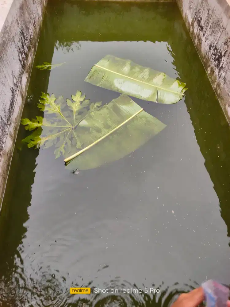 Ikan lele siap konsumsi