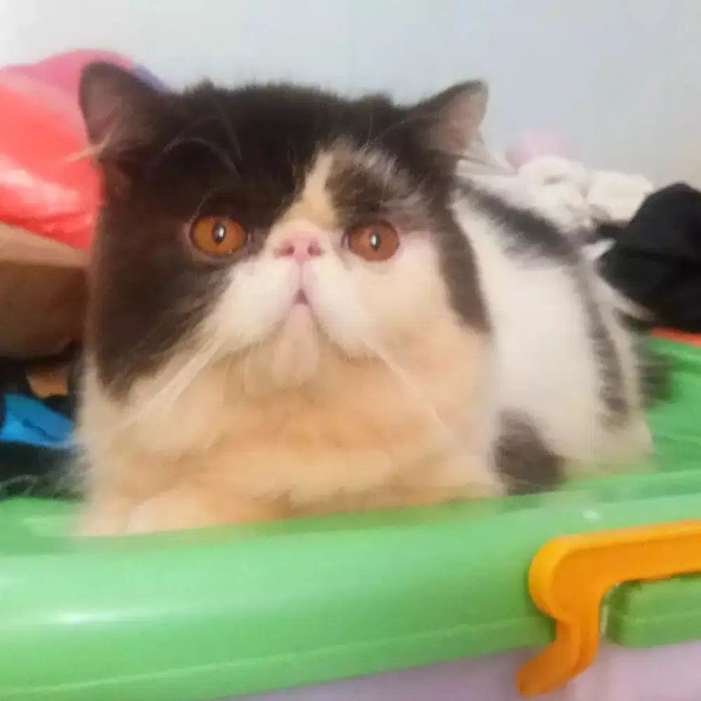 Oper adopsi Kucing Persian Extreme Peaknose Jantan