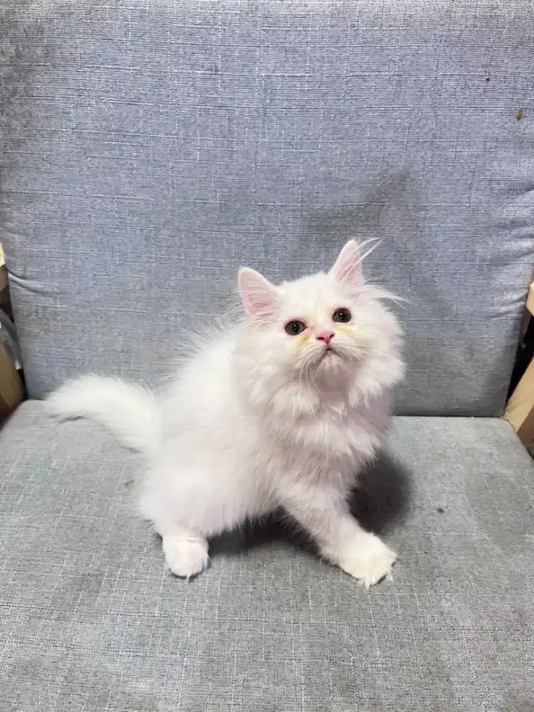 kucing kitten anakan persia anggora ragdoll himalaya mainecoon
