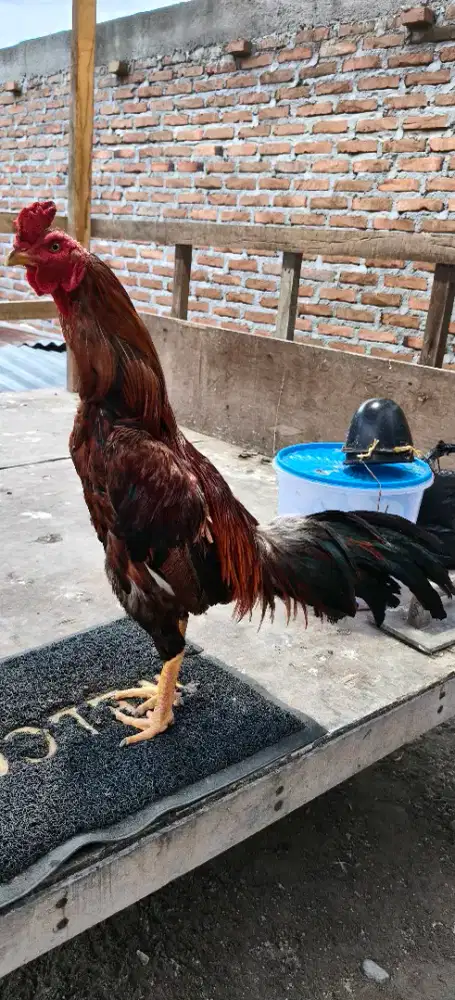 Bapakan Ayam Siam Pamangon