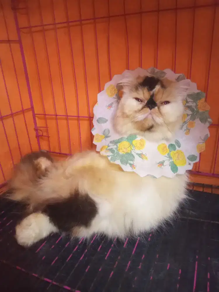 Oper Adopsi Persian Extreme Peaknose Betina