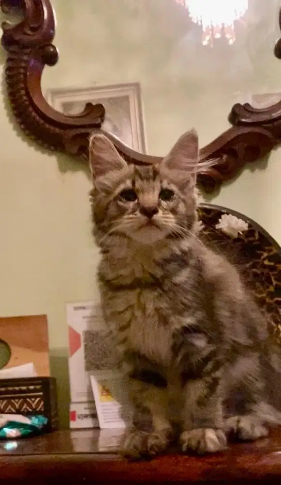 open adopt kitten mainecoon