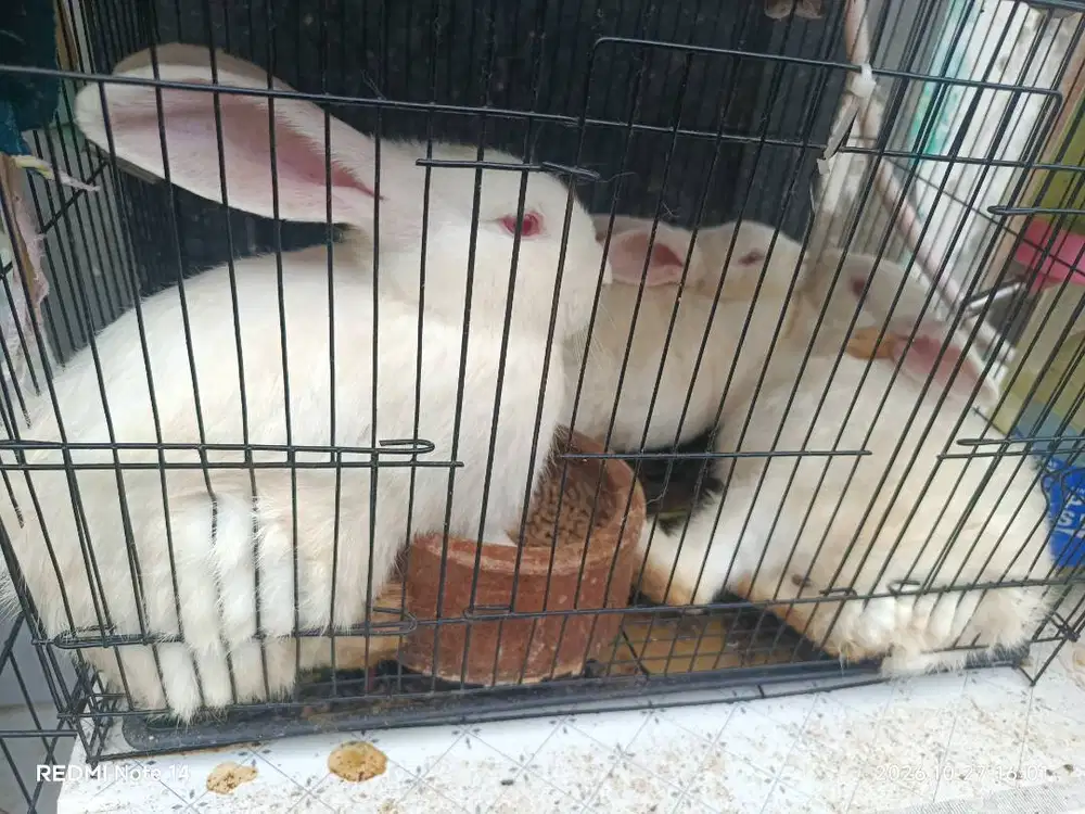Kelinci indukan dan remaja sepaket kandang