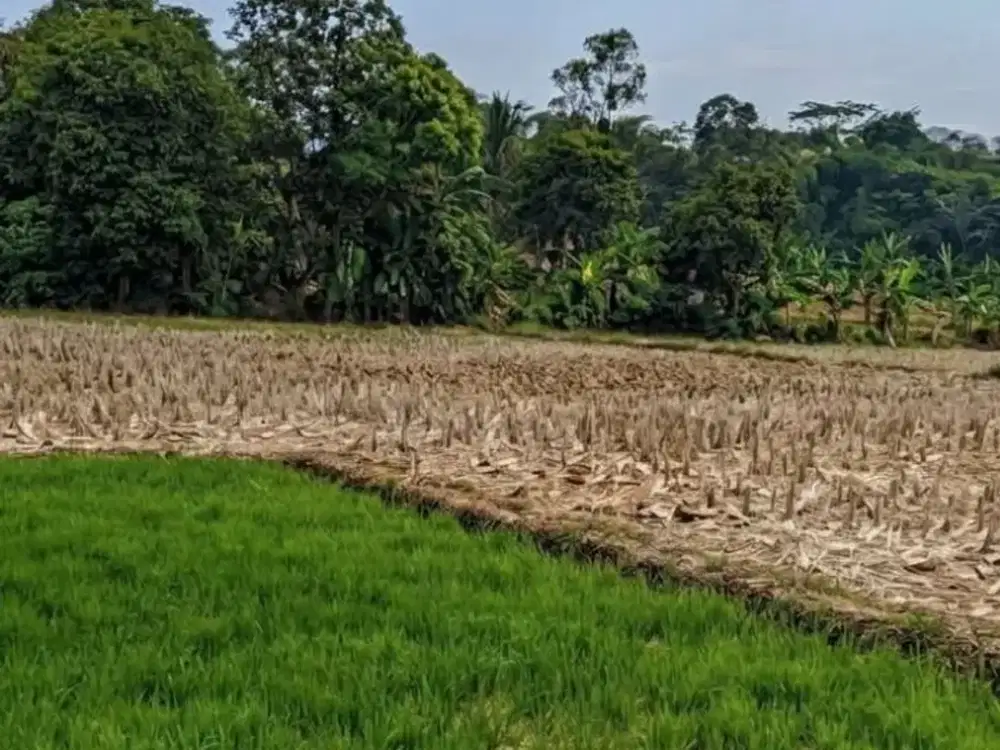 CARI TANAH LUAS UNTUK INVESTASI? 3.000 M² DI JAWILAN, HARGA MENARIK!
