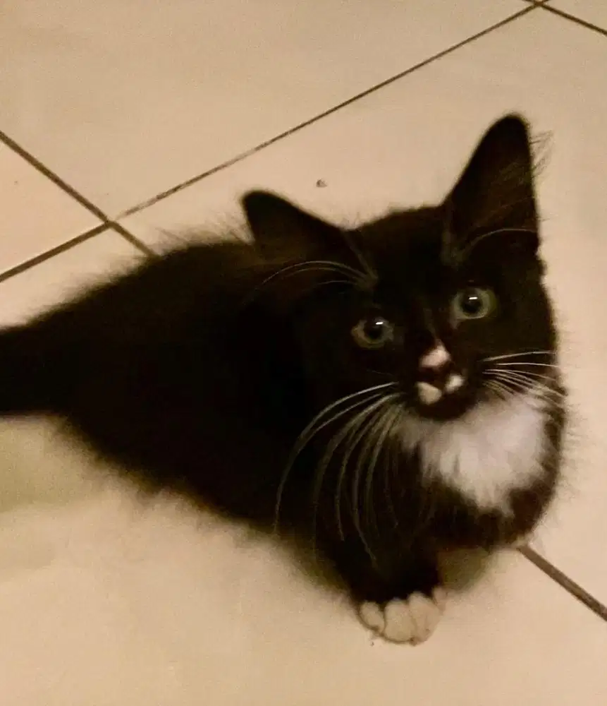 kitten munchkin jantan