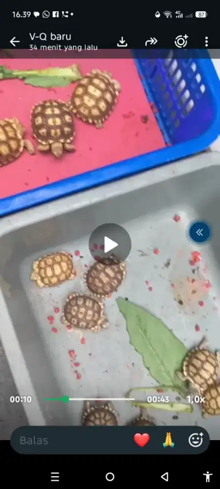 Baby baby sulcata
