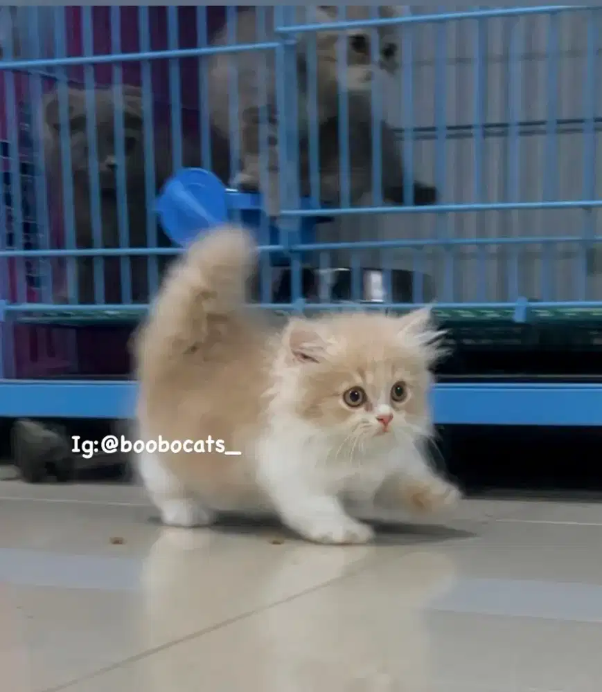 Kucing Munchkin bico