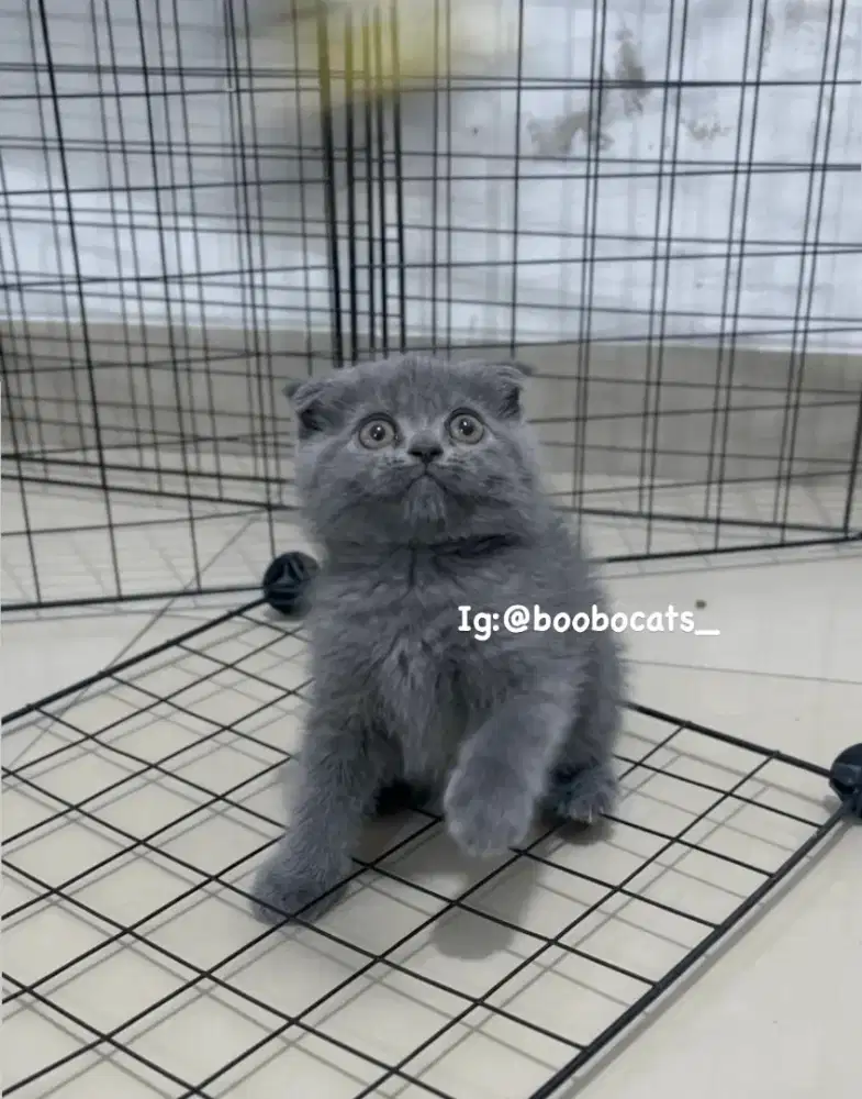 kucing scottish fold