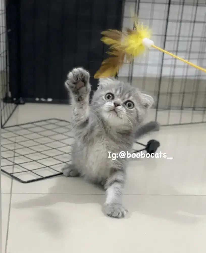 kucing scottish single fold