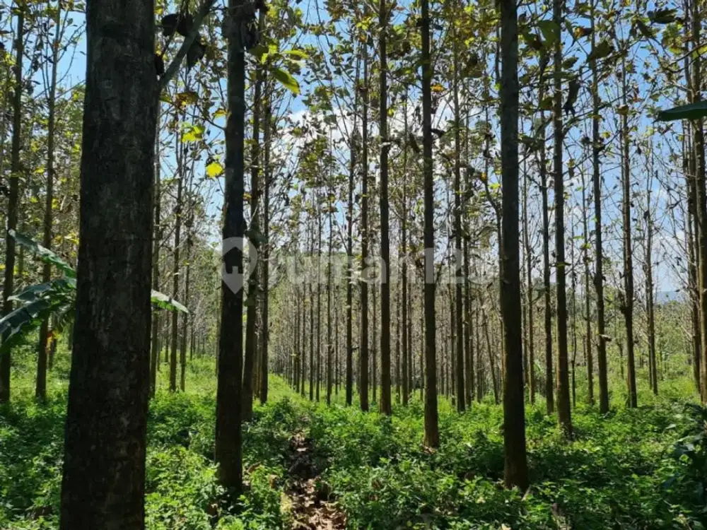 *Di Jual Tanah, Beserta Pohon Jati & Sawah* Cikalongkulon, Cianjur, Jawa Barat