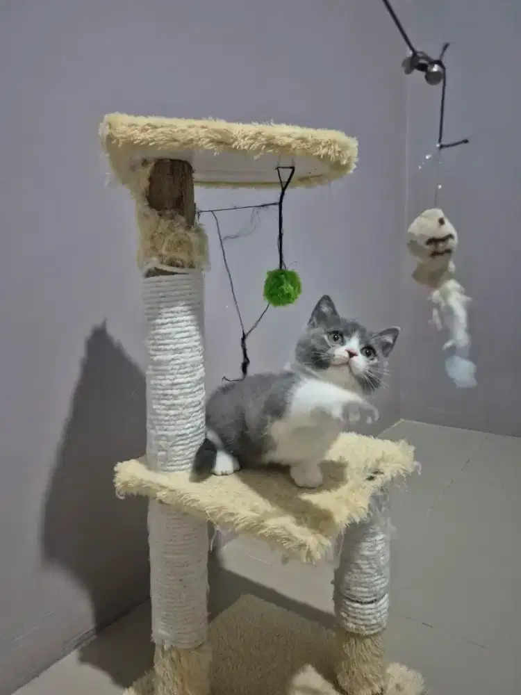BSH Munckin kitten bicolor betina