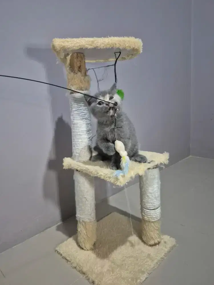 BSH Kitten bicolor muka betina