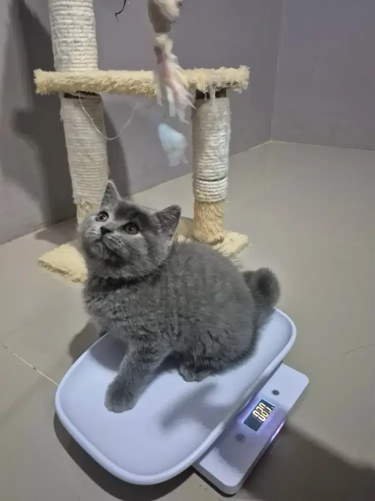 BSH Kitten blue 2.5 bulan jantan