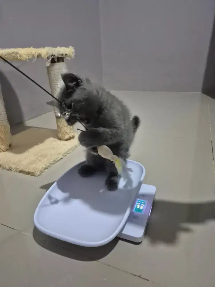 BSH Kitten blue 2.5 bulan jantan