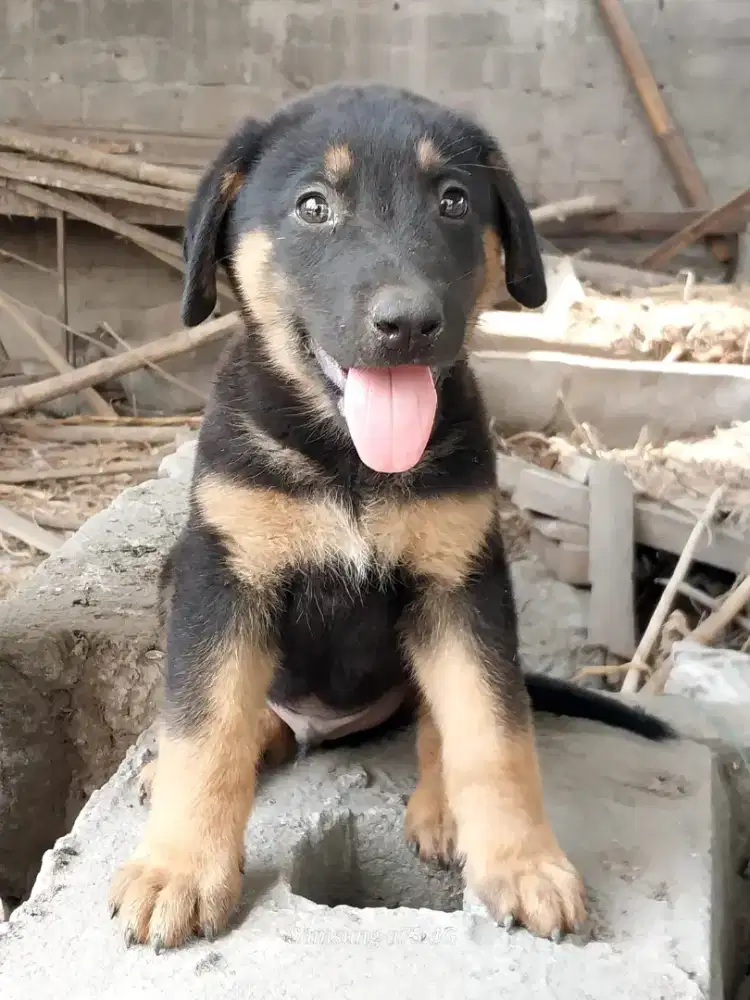 Anakan anjing ras mix