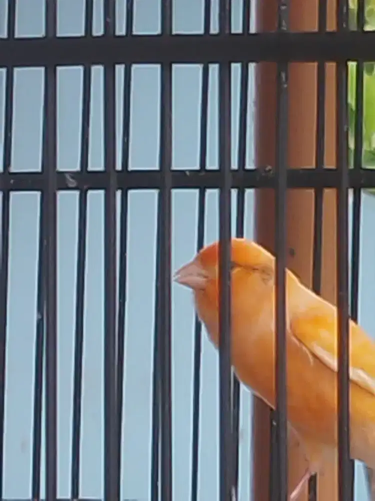 Burung kenari jantan