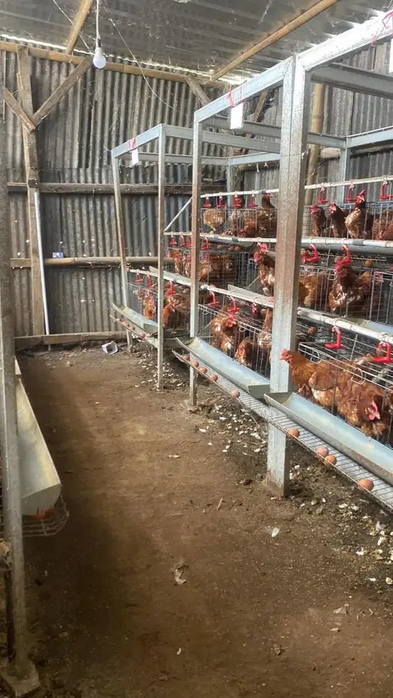 paket ayam petelor
