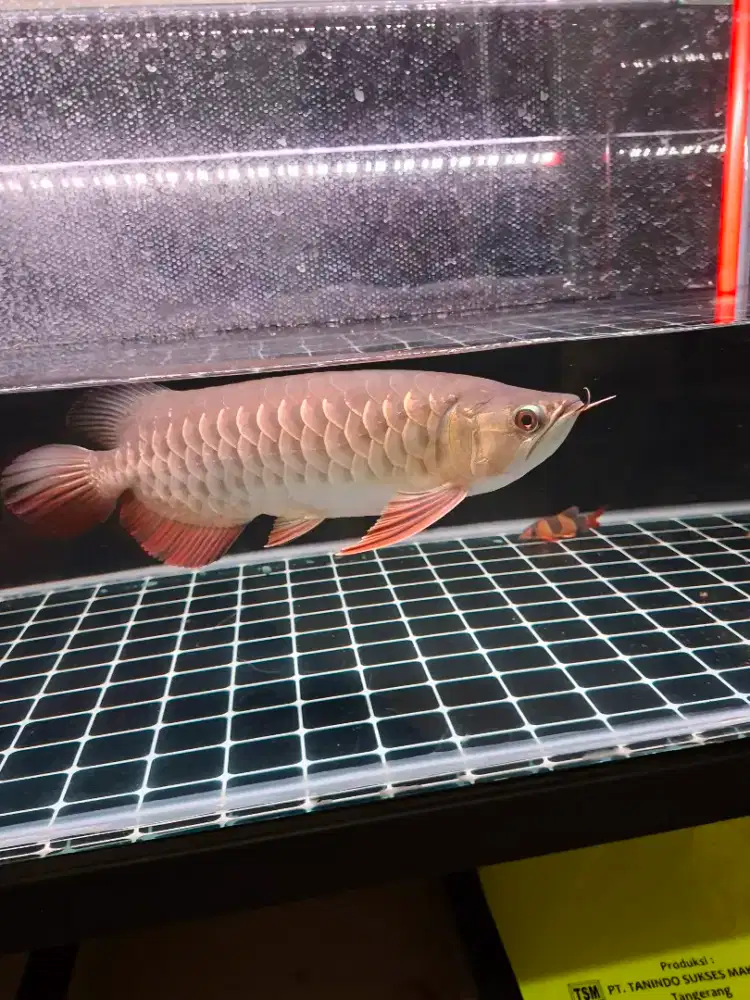 Ikan arwana golden