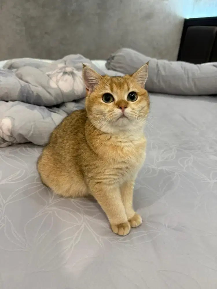 BSH kucing golden ny11/12 betina