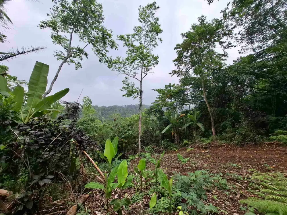 Tanah kebun strategis luasan kecil berada di ketinggian 750 mdpl dengan view gunung dan lembah hutan di sekitar