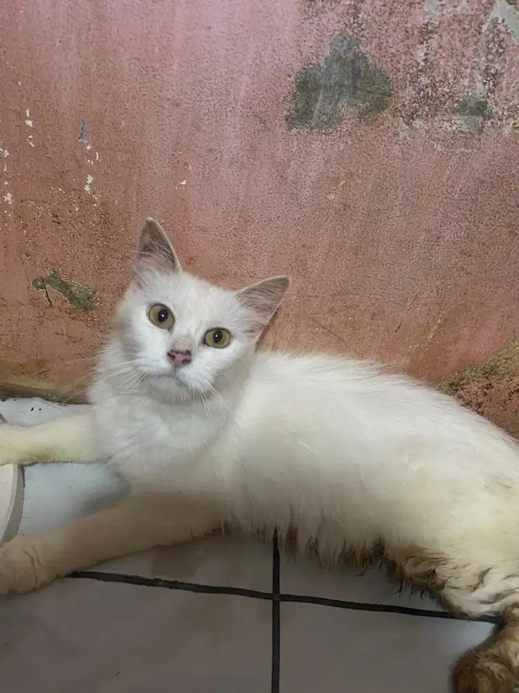 hibah kucing persia