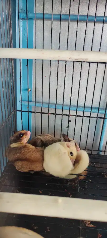 Suger glider leucistic