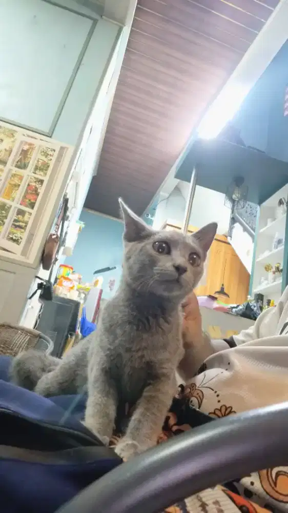 Kitten Lucu Trah BSH