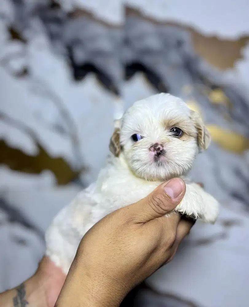 Anjing shih tzu perkin vaksin betina