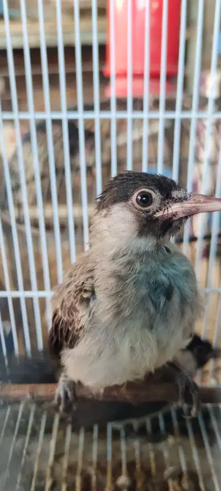 Burung kutilang anakan