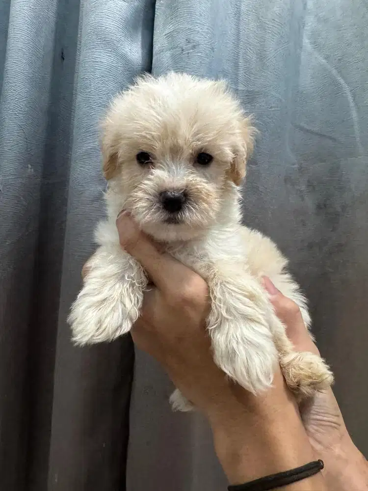 Anak anjing poodle asli ready jantan/betina