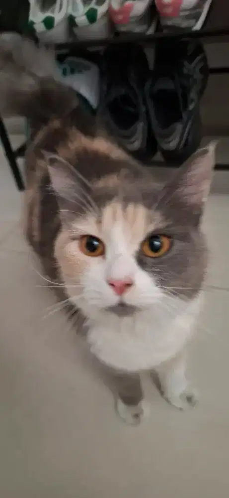 Adopsi induk beserta anak kucing